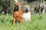 SHAR-PEI 388